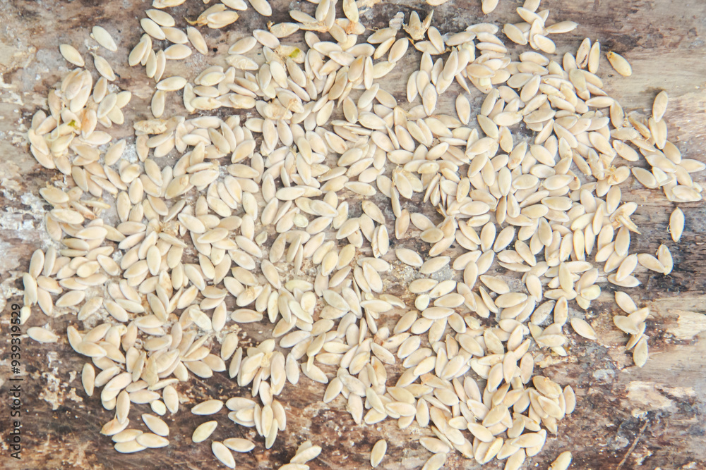 Suri cucumber seeds are ready to be sown in the planting medium, this type of cucumber lives on vines and has fruit with a delicious aroma Suri cucumber seeds are ready to be sown in the planting medium, this type of cucumber lives on vines and has fruit with a delicious aroma