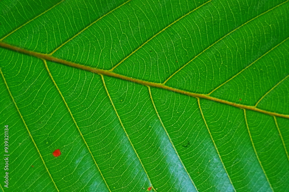 green leaf texture green leaf texture