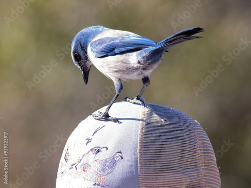 bird