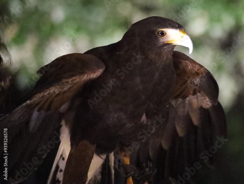 Guidonia Fairyland ft 12