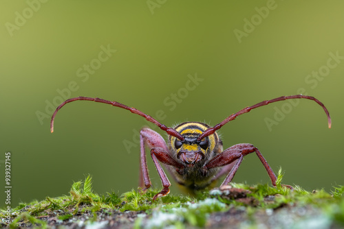 a longhorn beetle - Plagionotus detritus photo