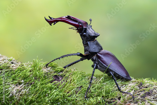a beetle called Lucanus cervus