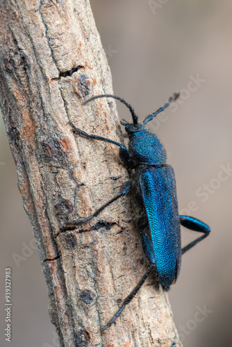 a longhorn beetle - Callidium violaceum photo