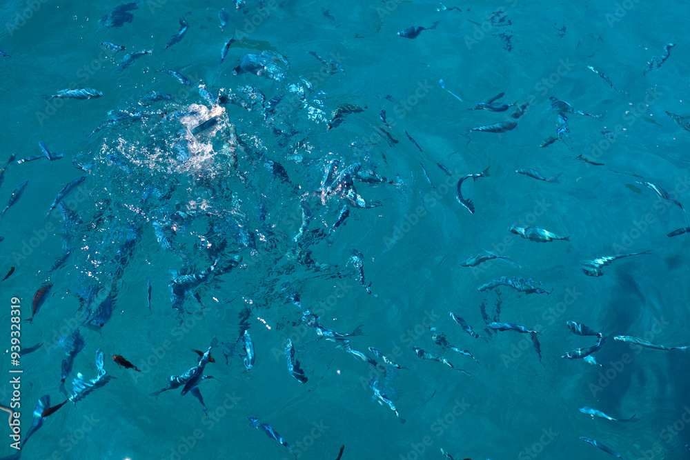 fish in the sea fish in the sea
