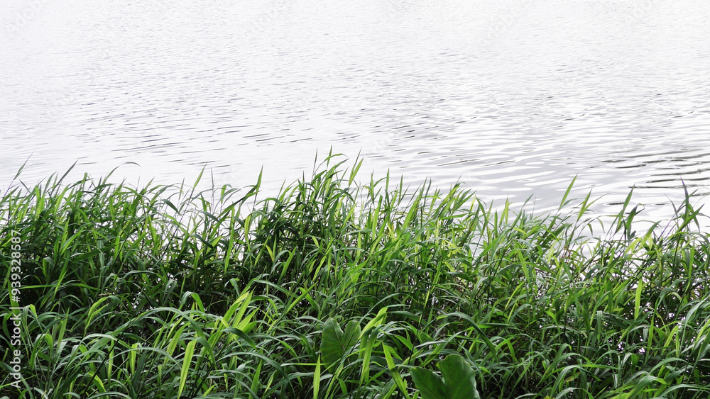 Fototapeta premium Landscape with grass plants growing by the lake