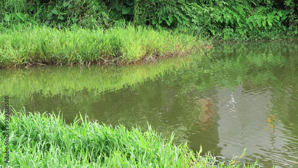 Obraz premium Landscape with grass plants growing by the lake
