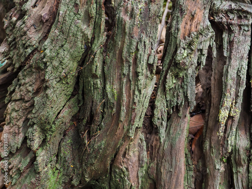 Close-up tree texture in forest area copy space about nature photo