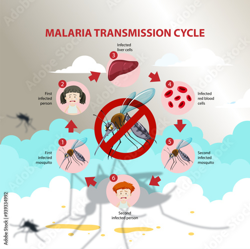 Malaria transmission cycle and symptom information infographic