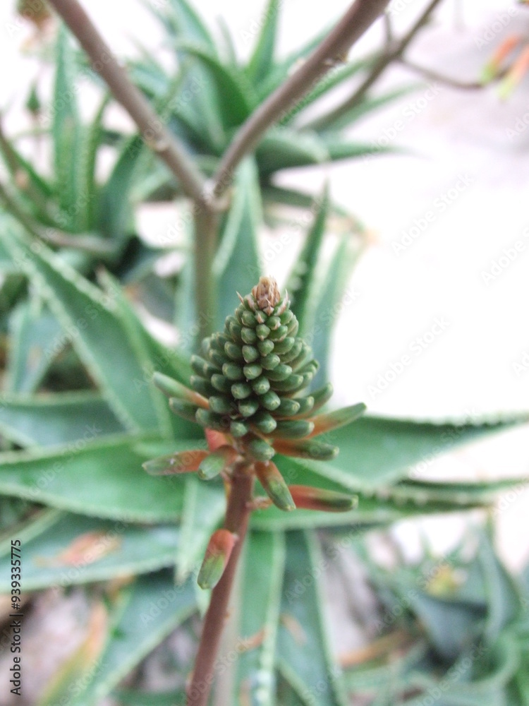 Fototapeta premium aloe flower