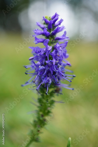 blaue Schönheit