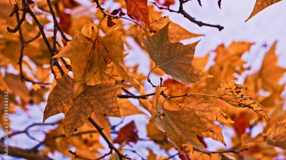 Autumn landscape on the lake, tree leaning over water on riverbank, yellow leaves on the bare branches. Stormy wind and late autumn sunshine. Slow motion camera. Autumn landscape on the lake, tree leaning over water on riverbank, yellow leaves on the bare branches. Stormy wind and late autumn sunshine. Slow motion camera.
