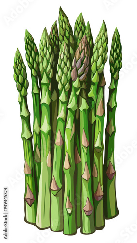 bunch of asparagus, asparagus vector, illustration of asparagus isolated on white background