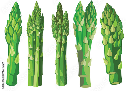 bunch of asparagus, asparagus vector, illustration of asparagus isolated on white background