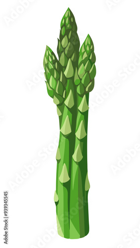 asparagus vector, illustration of asparagus isolated on white background
