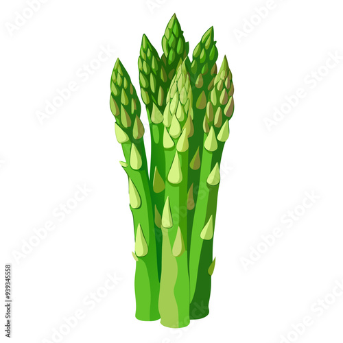 bunch of asparagus, asparagus vector, illustration of asparagus isolated on white background