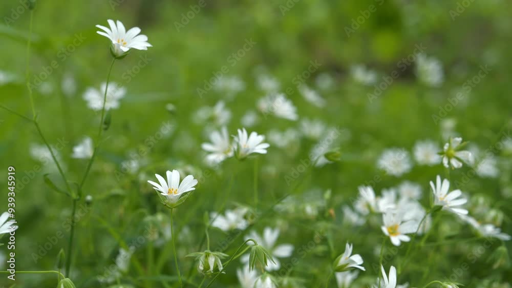 Beautiful white spring flowers grow in clearing in wood. Chickweed stellaria Beautiful white spring flowers grow in clearing in wood. Chickweed stellaria