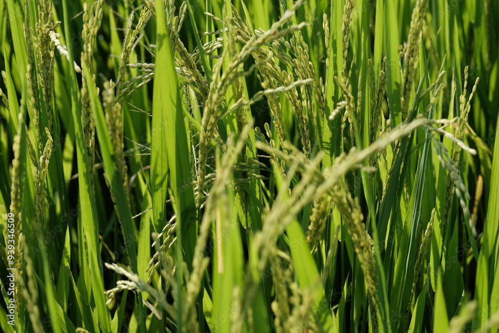 verdant rice fields in the tropics. rice that thrives, this plant is a producer of grains of rice which is the staple food of most of the population of Asia. Oryza Sativa. morning dew stuck to this. verdant rice fields in the tropics. rice that thrives, this plant is a producer of grains of rice which is the staple food of most of the population of Asia. Oryza Sativa. morning dew stuck to this.