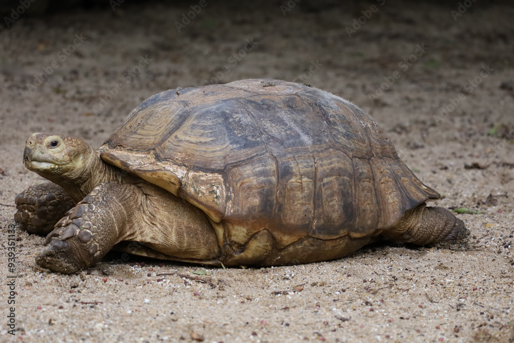 Close up Sulcata tortoise in the garden at thailand Close up Sulcata tortoise in the garden at thailand