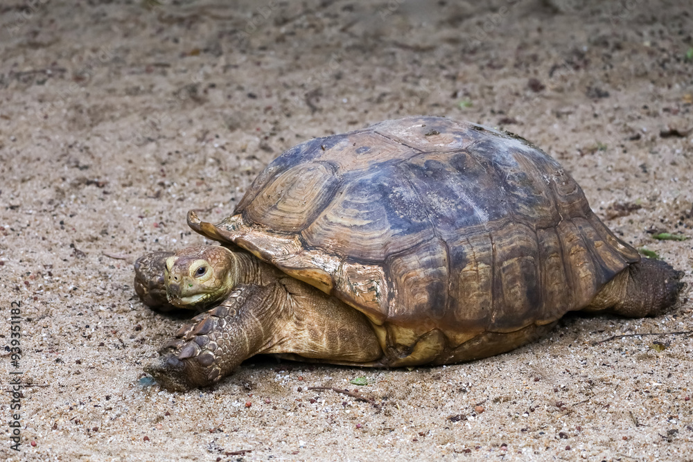 Close up head Sulcata tortoise in the garden at thailand Close up head Sulcata tortoise in the garden at thailand