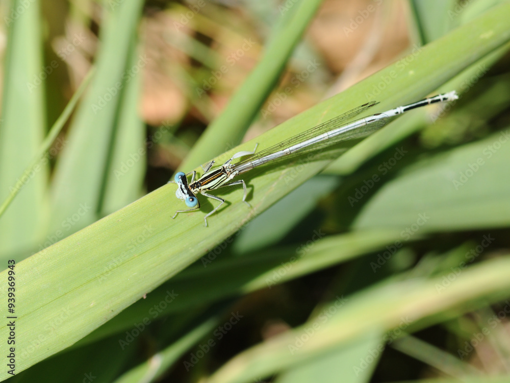 Damselfly Damselfly