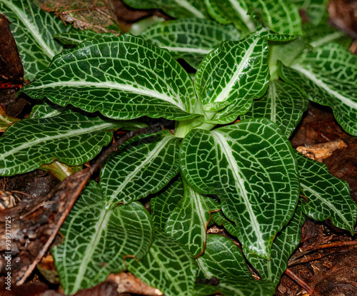 Close-up of the dark green, snake-skin-patterned leaves of Downy Rattlesnake Plantain, Goodyera pubescens. Evergreen ground orchid native to central and eastern North America. photo