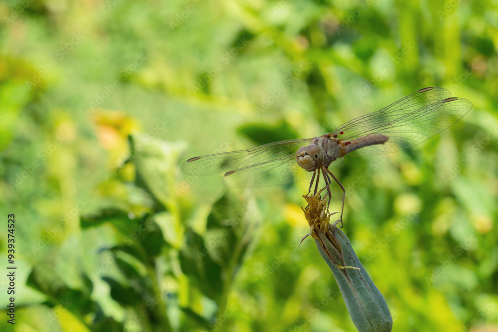 Beautiful bright dragonfly sitting on top of faded flower close-up looking at camera with wings spread to the sides against the background of blurred yellow green summer sunny natural environment Beautiful bright dragonfly sitting on top of faded flower close-up looking at camera with wings spread to the sides against the background of blurred yellow green summer sunny natural environment