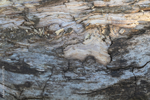 Macro photography of an old tree trunk, detailed wood grain texture, extreme close-up photo
