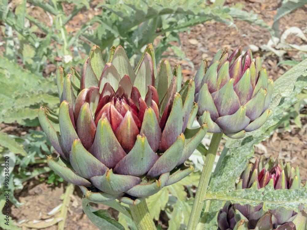 French artichoke or green artichoke or globe artichoke plant edible buds. Cynara cardunculus var. scolymus. French artichoke or green artichoke or globe artichoke plant edible buds. Cynara cardunculus var. scolymus.