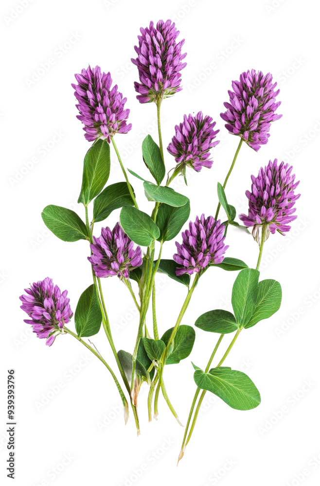 PNG Spring clover flowers blooming purple PNG Spring clover flowers blooming purple