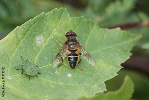 Eristalis pertinax, a hoverfly also known as the Tapered Dronefly