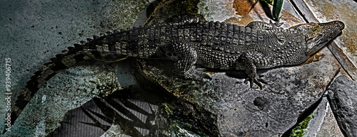 Young siam crocodile. Latin name - Crocodylus siamensis	 photo