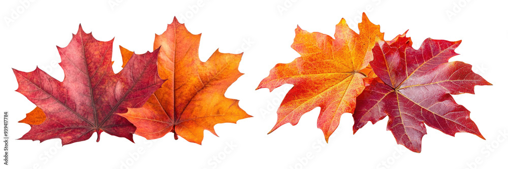 PNG Vibrant autumn leaves showcasing shades of red and orange PNG Vibrant autumn leaves showcasing shades of red and orange