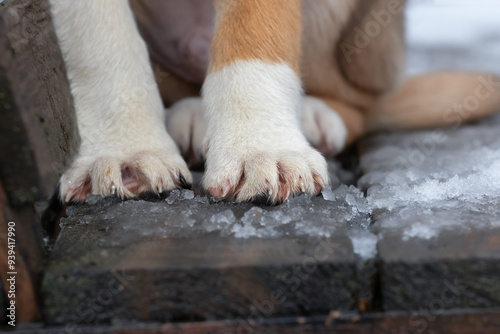 Dog's paws in the snow.The effect of snow on the skin of the dog's paws.Protection and care in the winter season. photo