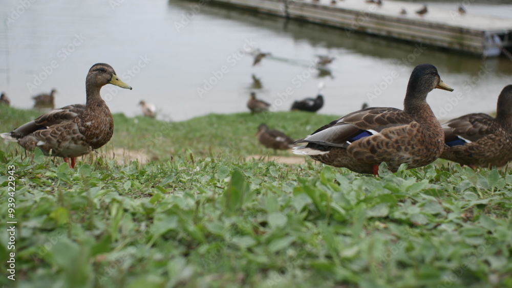 A group of beautiful ducks are standing on the shore in a row. Ducks walk along the shore and swim. The concept of nature. Flora and fauna A group of beautiful ducks are standing on the shore in a row. Ducks walk along the shore and swim. The concept of nature. Flora and fauna