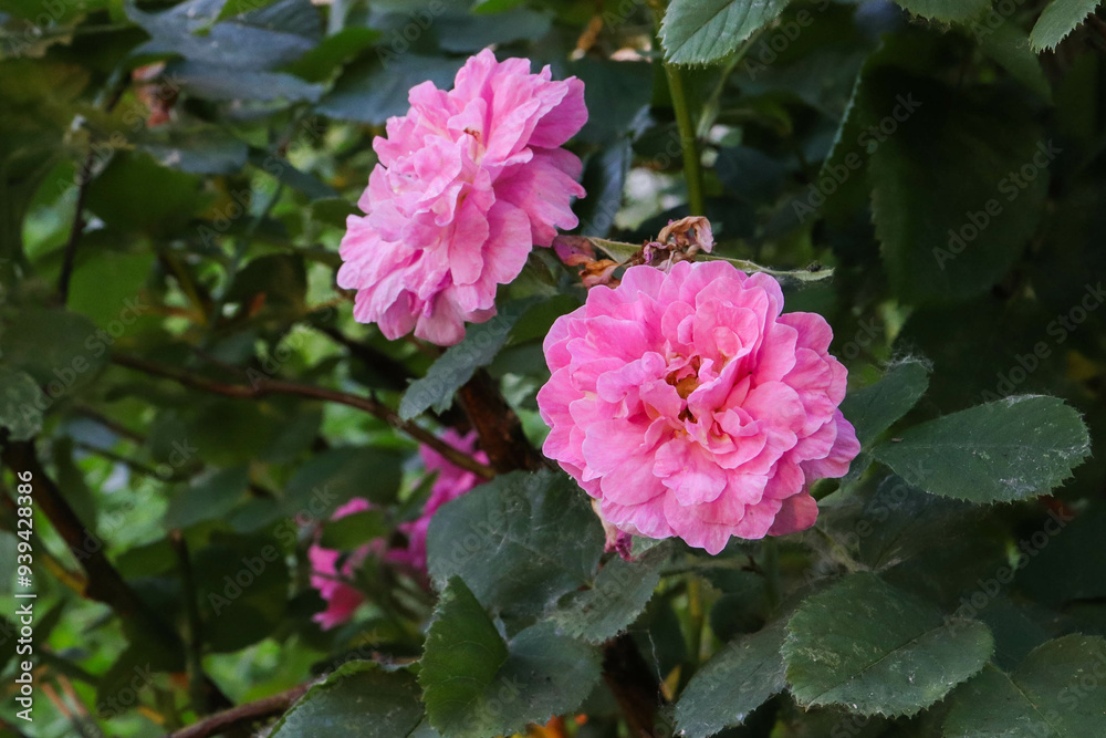 Beautiful pink roses blooming in a vibrant garden during the pleasant spring season Beautiful pink roses blooming in a vibrant garden during the pleasant spring season