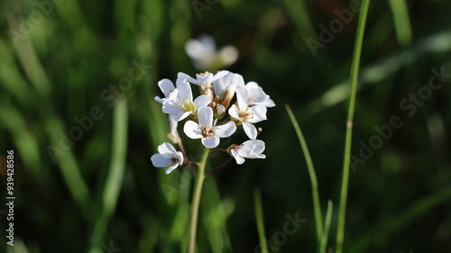 white spring flowers