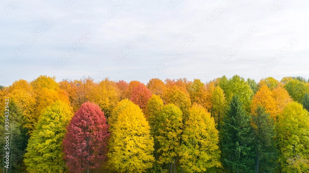 Fototapeta premium Aerial view of colorful autumn forest with white background.