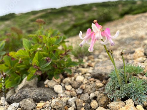 蔵王連峰山頂で花を咲かせた高山植物、コマクサ photo