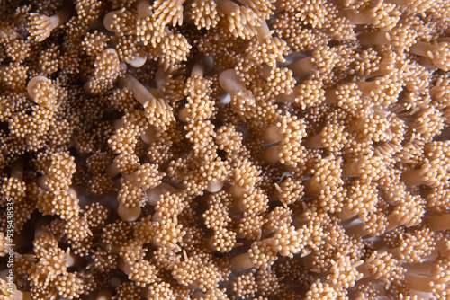 PG Island, Oriental Mindoro Province, Philippines - Close-up of marine life photo