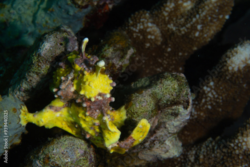 PG Island, Oriental Mindoro Province, Philippines - Close-up of marine life photo