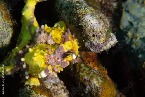 PG Island, Oriental Mindoro Province, Philippines - Close-up of marine life photo