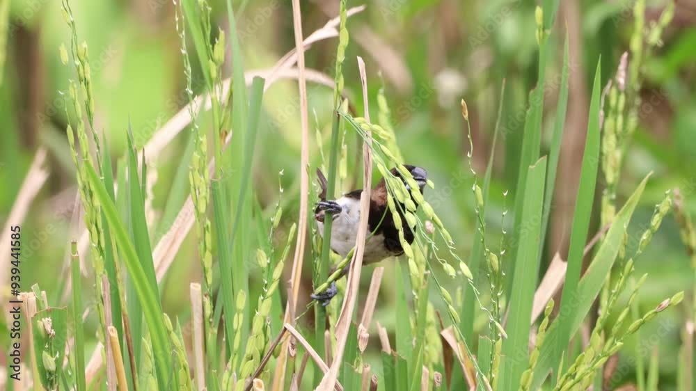 Rice sparrows are perched on rice stalks Rice sparrows are perched on rice stalks