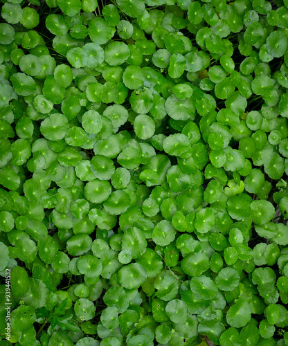 Pennywort (Centella Asiatica) is a wet ground cover. And can also be juiced. Centella asiatica can help the wound heal faster and also reduce the inflammation of the wound.