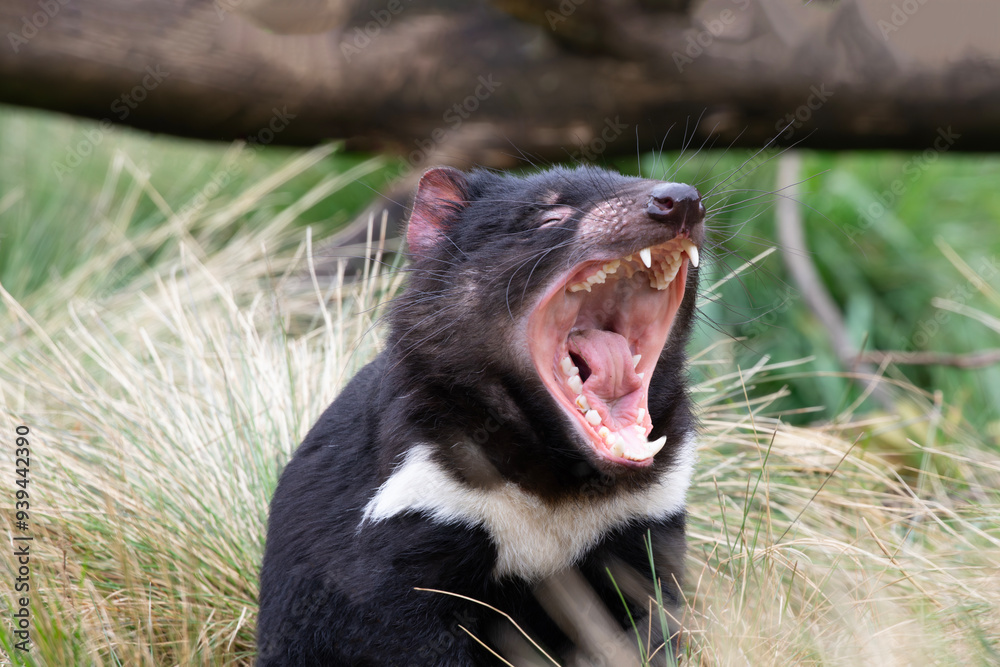Display Of Tasmanian Devil s Unusually Powerful Wide Jaws And Loud 