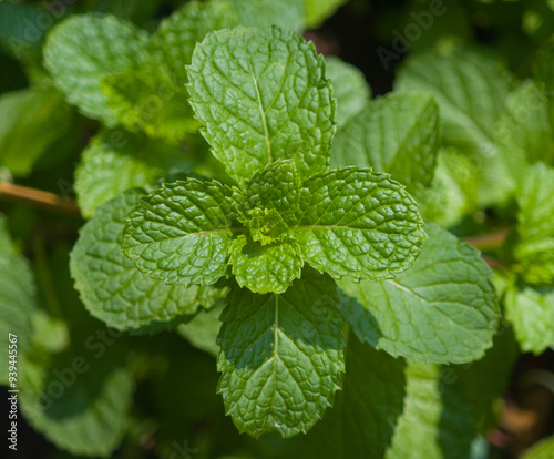 green mint leaves in garden