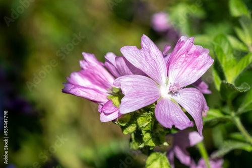 Leuchtende Lila Rosa Blüten Blume, Hintergrund grüne verschwommene Blätter