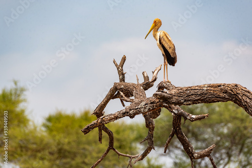 Tarangire National Park, Tanzania