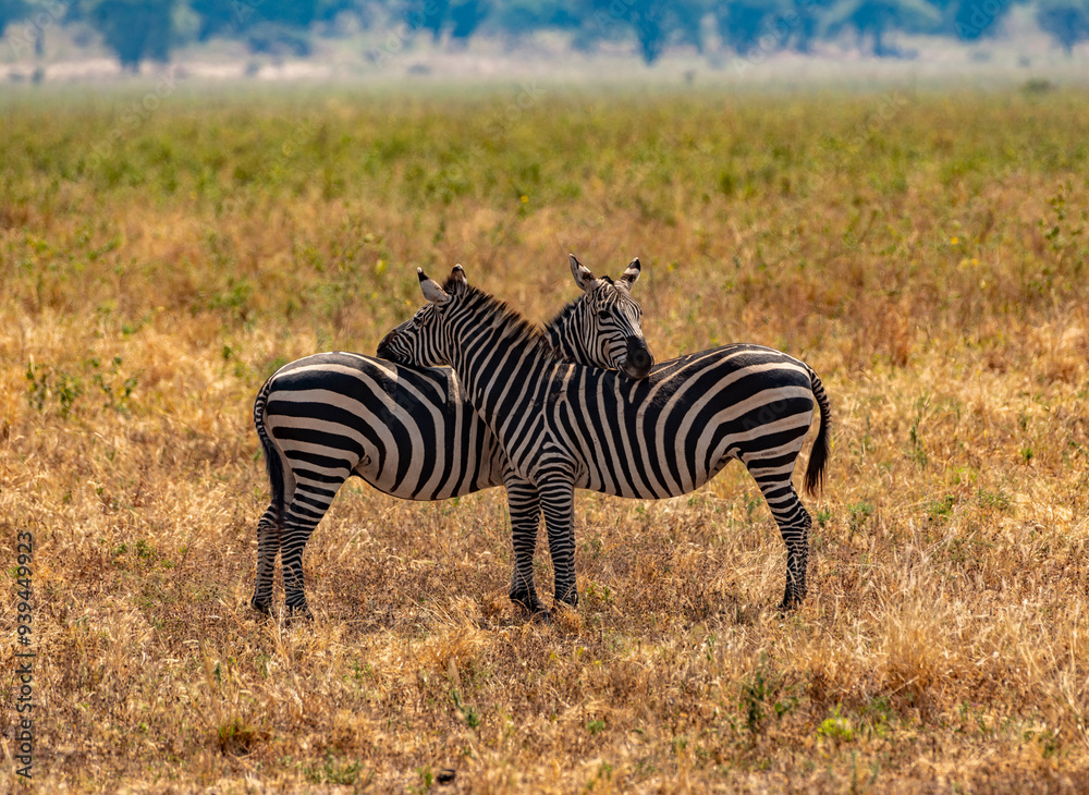 Zebras at Tarangire National Park, Tanzania Zebras at Tarangire National Park, Tanzania