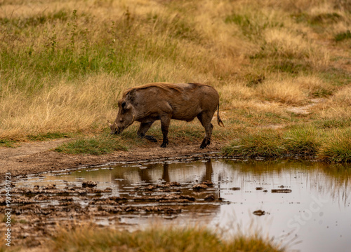 Warthog, Serengeti National Park, Tanzania