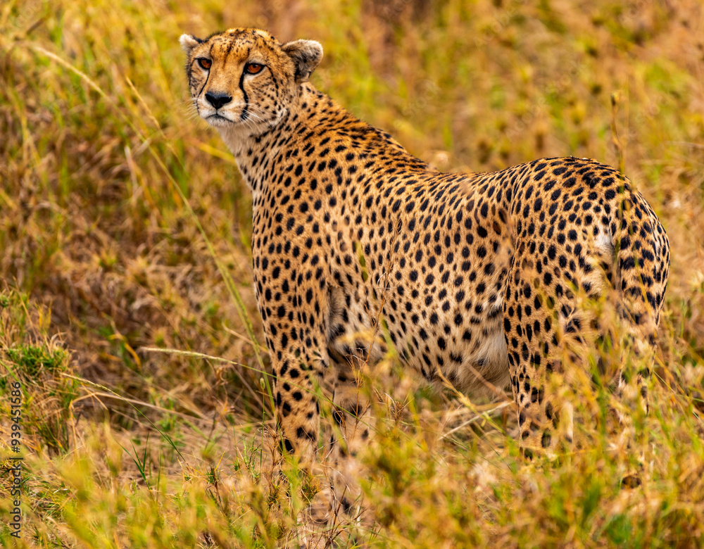 Cheetah, Serengeti National Park, Tanzania Cheetah, Serengeti National Park, Tanzania